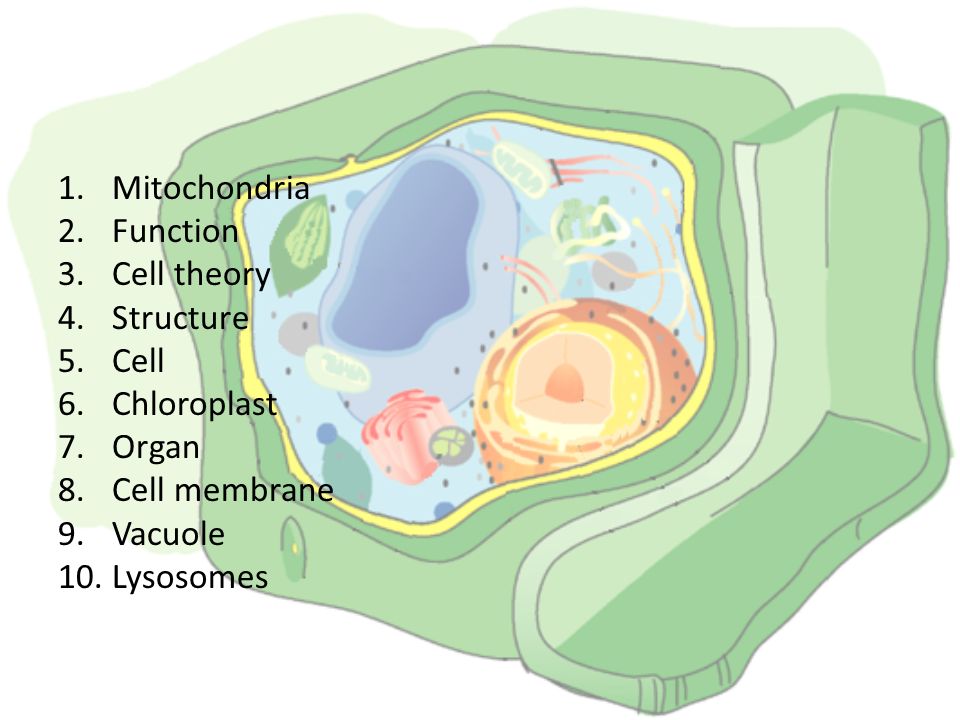Mitochondria Function Cell theory Structure Cell Chloroplast Organ Cell membrane Vacuole Lysosomes