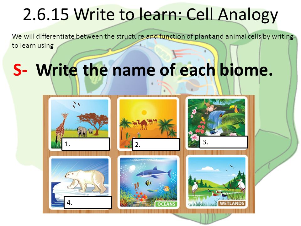 Write to learn: Cell Analogy