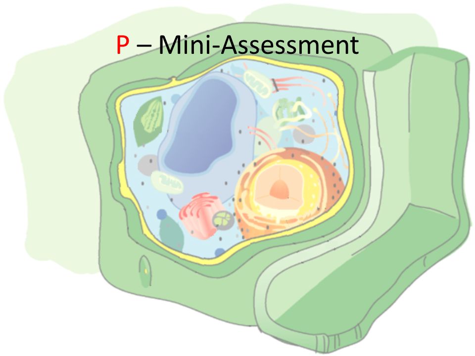 P – Mini-Assessment