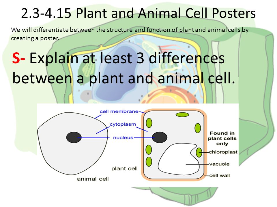 Plant and Animal Cell Posters