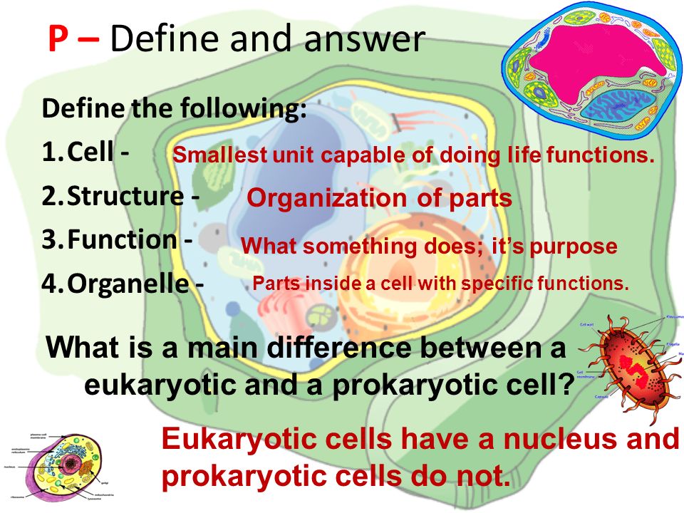 P – Define and answer Define the following: Cell - Structure -