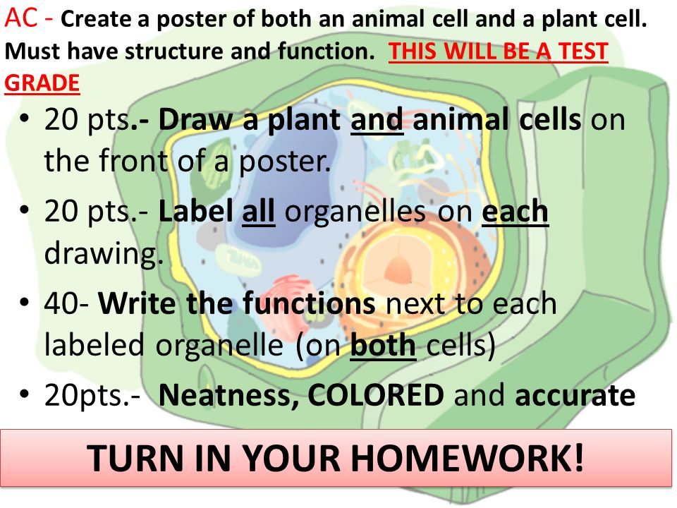 AC - Create a poster of both an animal cell and a plant cell