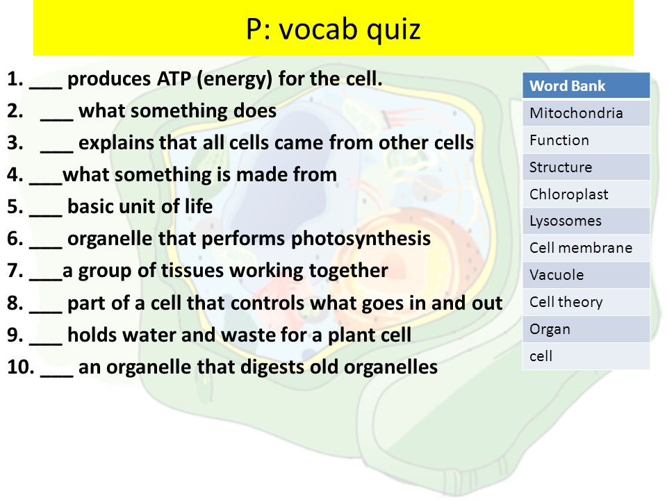 P: vocab quiz 1. ___ produces ATP (energy) for the cell.