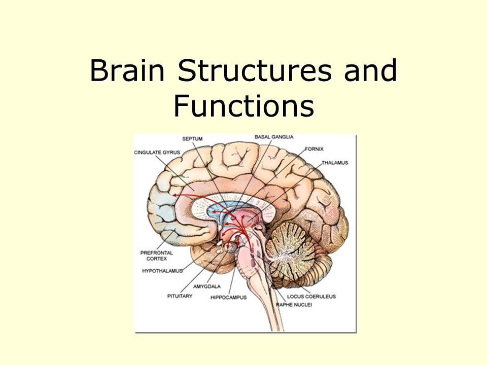 Brain Structures and Functions