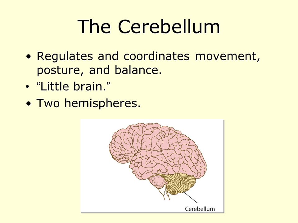 The Cerebellum Regulates and coordinates movement, posture, and balance.