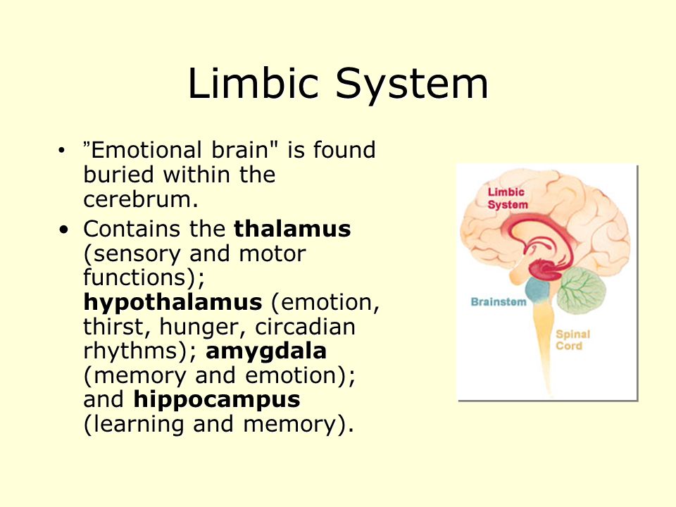 Limbic System Emotional brain is found buried within the cerebrum.
