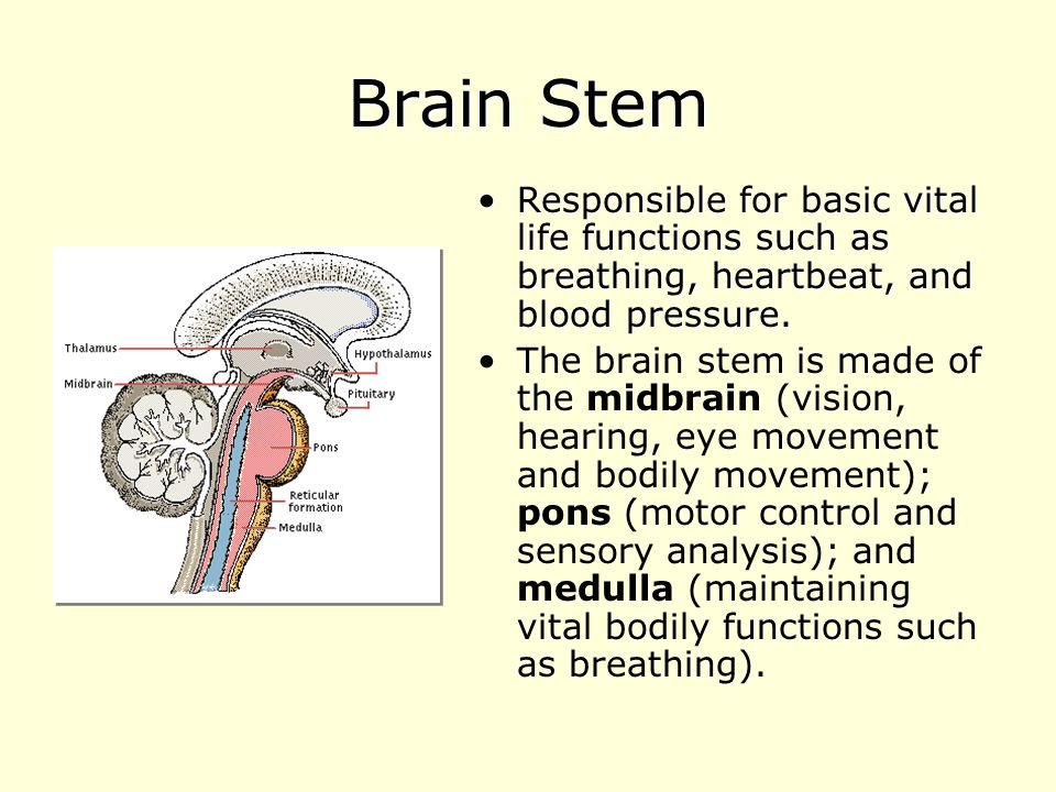 Brain Stem Responsible for basic vital life functions such as breathing, heartbeat, and blood pressure.