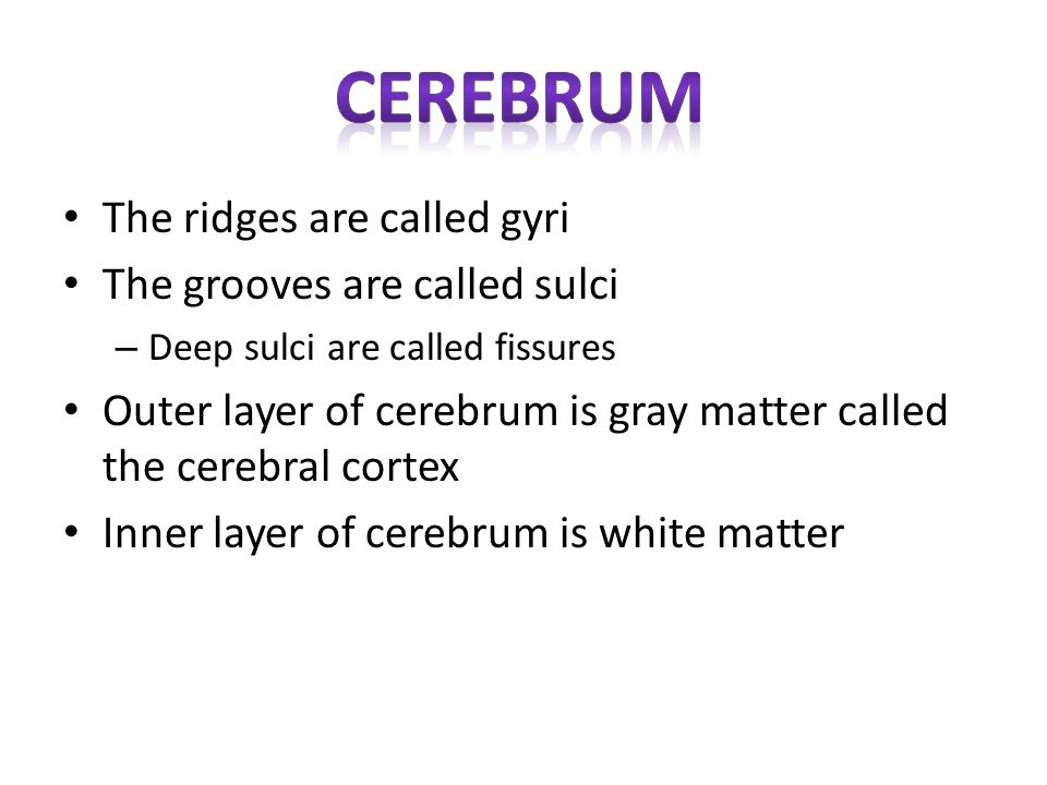 cerebrum The ridges are called gyri The grooves are called sulci