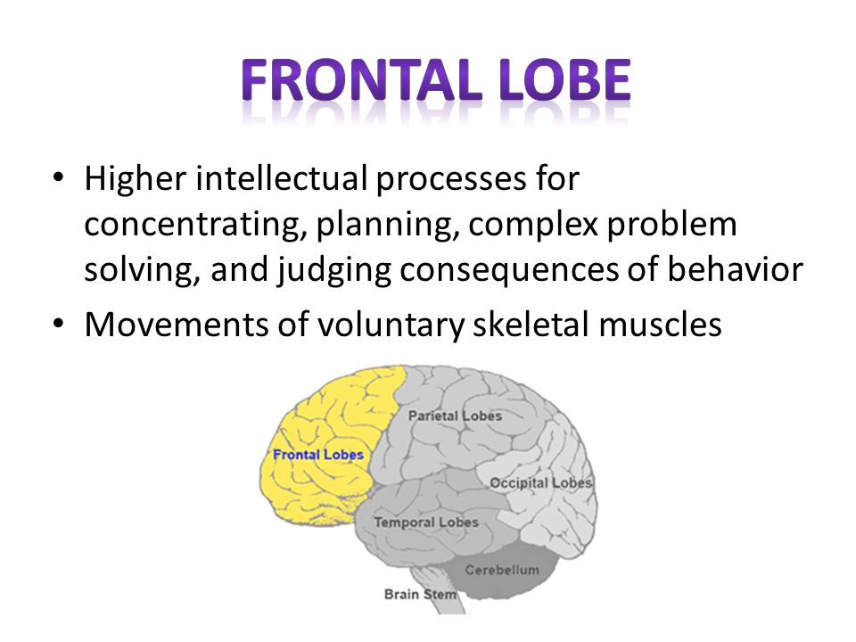 Frontal lobe Higher intellectual processes for concentrating, planning, complex problem solving, and judging consequences of behavior.