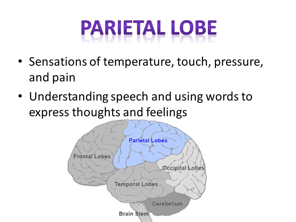 Parietal lobe Sensations of temperature, touch, pressure, and pain