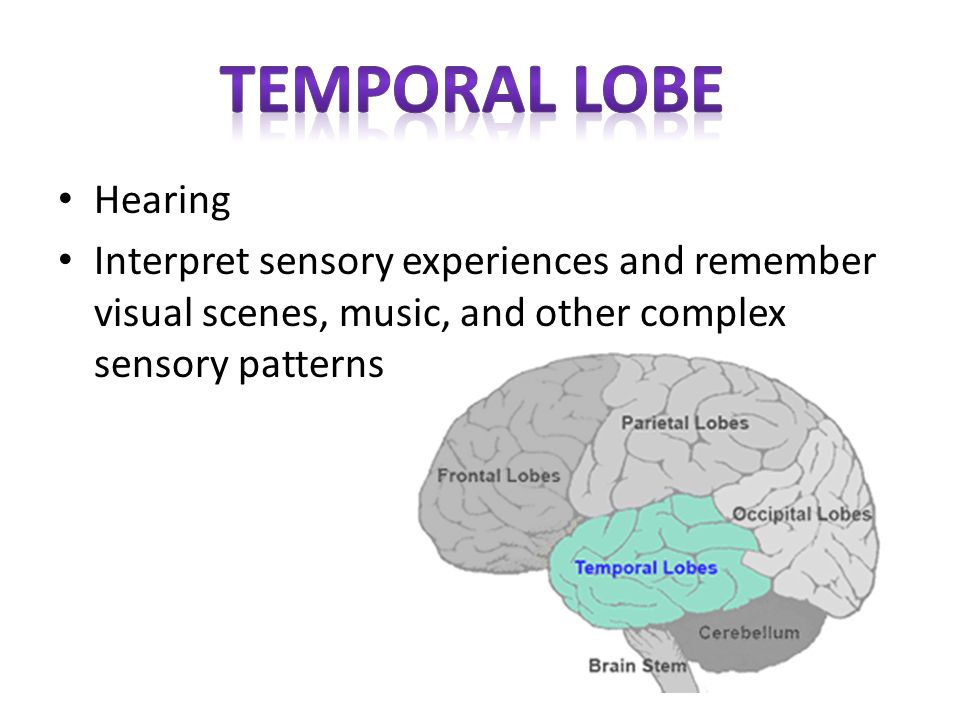 Temporal lobe Hearing.