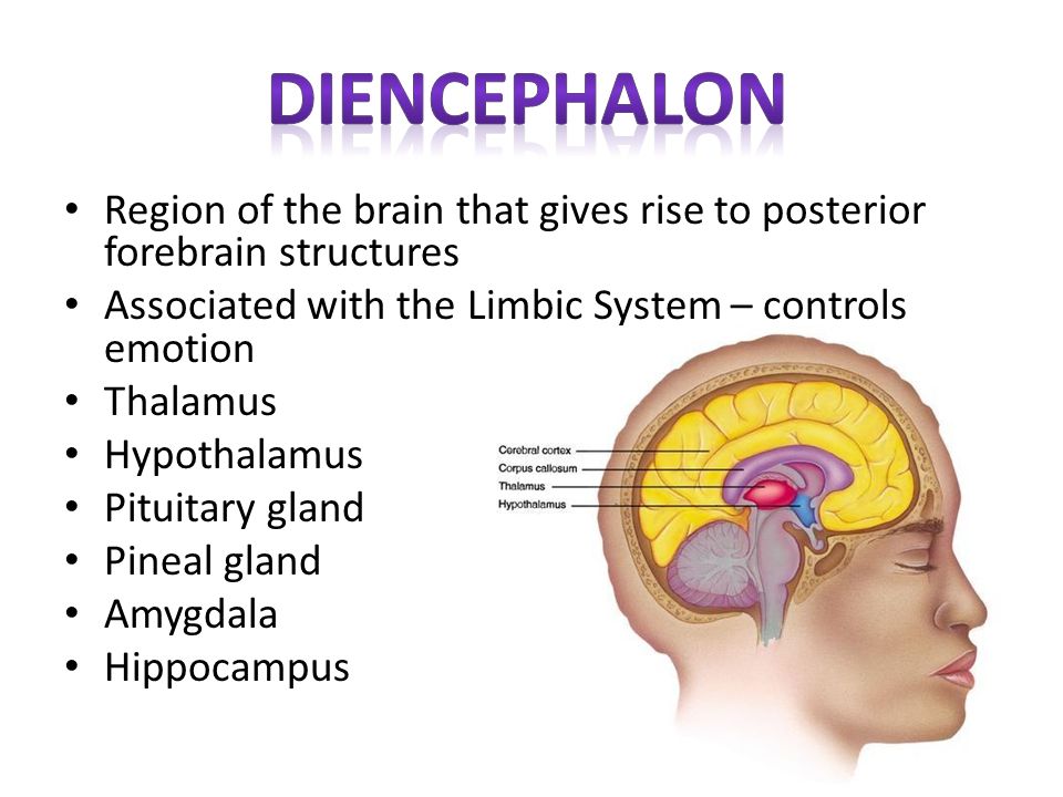 diencephalon Region of the brain that gives rise to posterior forebrain structures. Associated with the Limbic System – controls emotion.