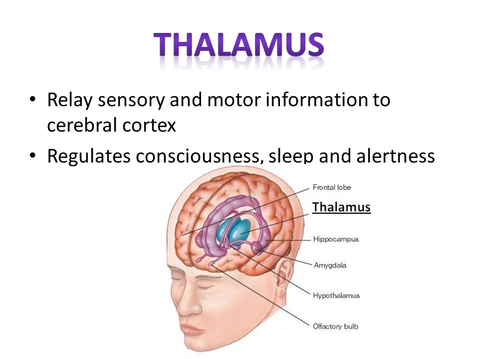 thalamus Relay sensory and motor information to cerebral cortex