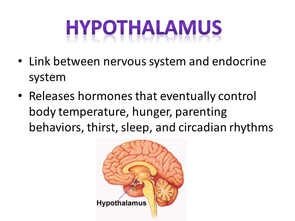 hypothalamus Link between nervous system and endocrine system