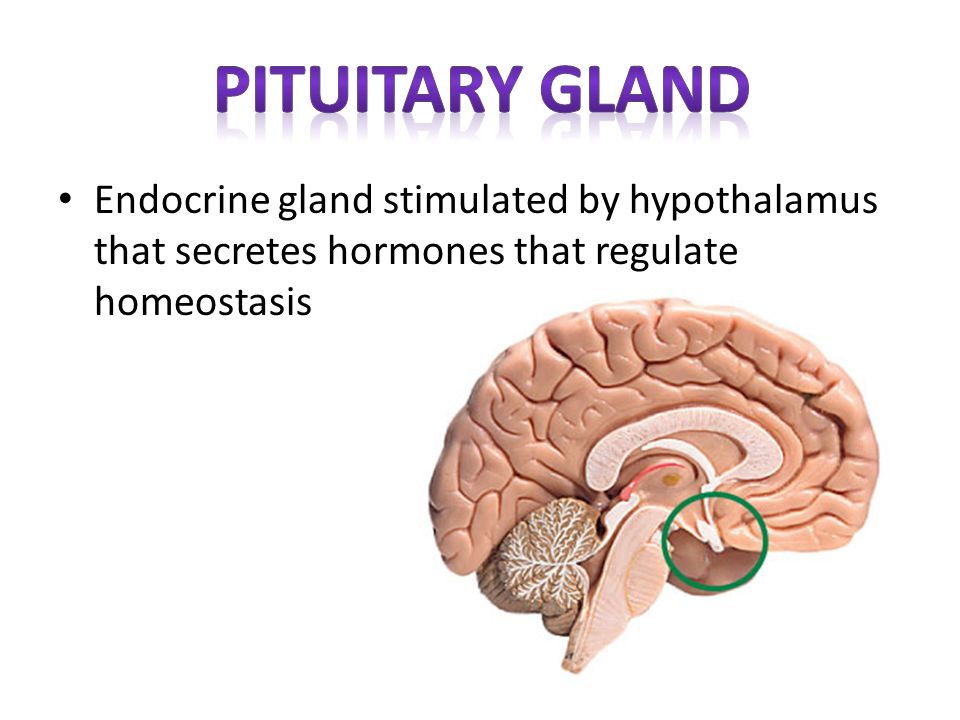 Pituitary gland Endocrine gland stimulated by hypothalamus that secretes hormones that regulate homeostasis.