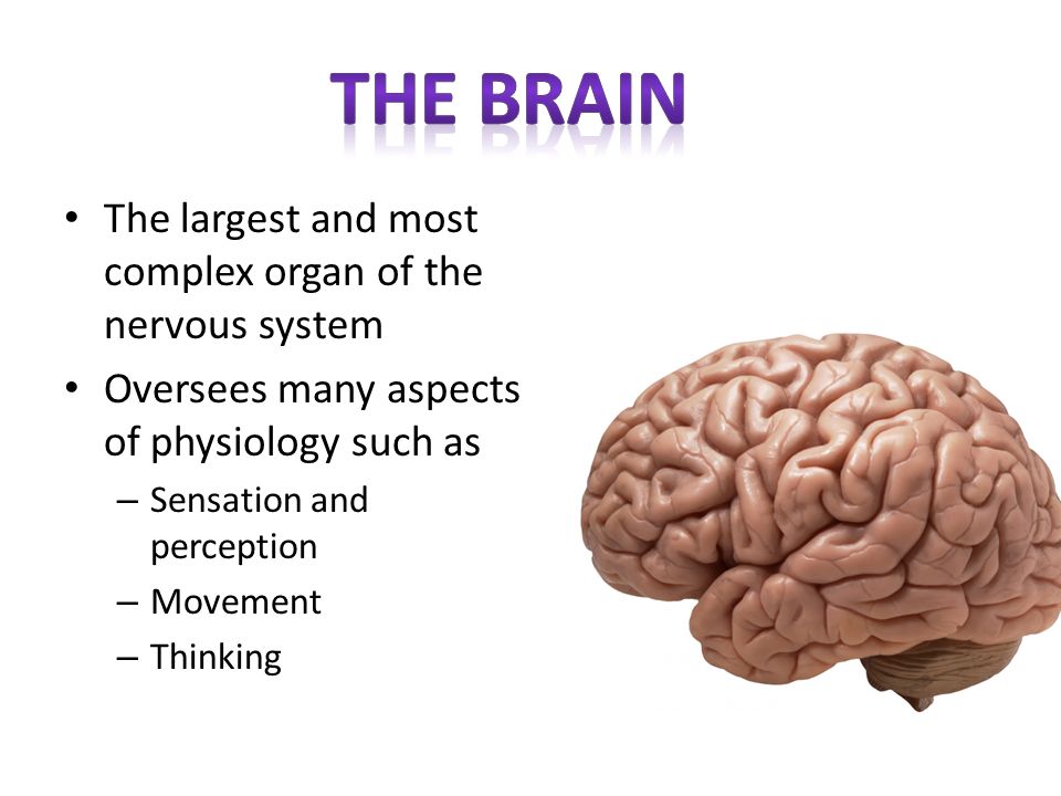 The Brain The largest and most complex organ of the nervous system