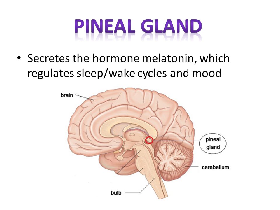 Pineal gland Secretes the hormone melatonin, which regulates sleep/wake cycles and mood