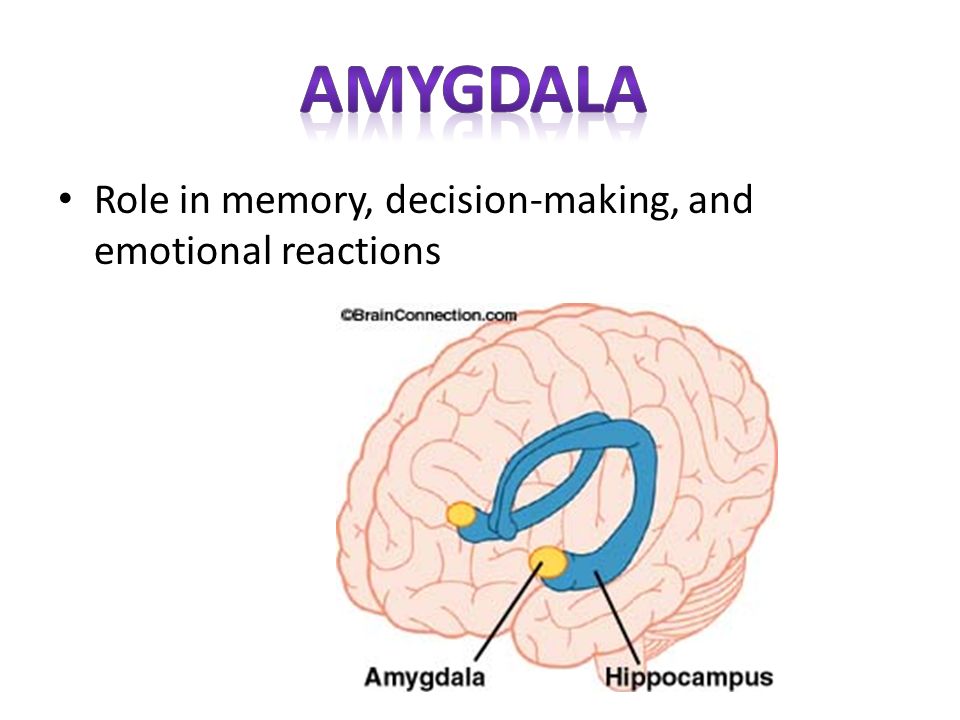 amygdala Role in memory, decision-making, and emotional reactions