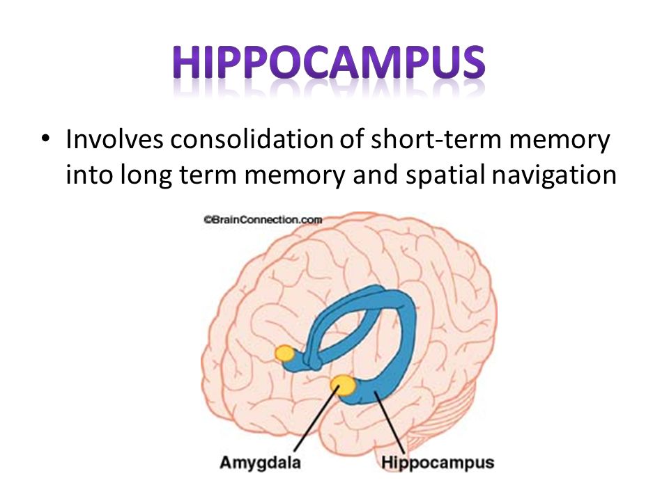 hippocampus Involves consolidation of short-term memory into long term memory and spatial navigation.