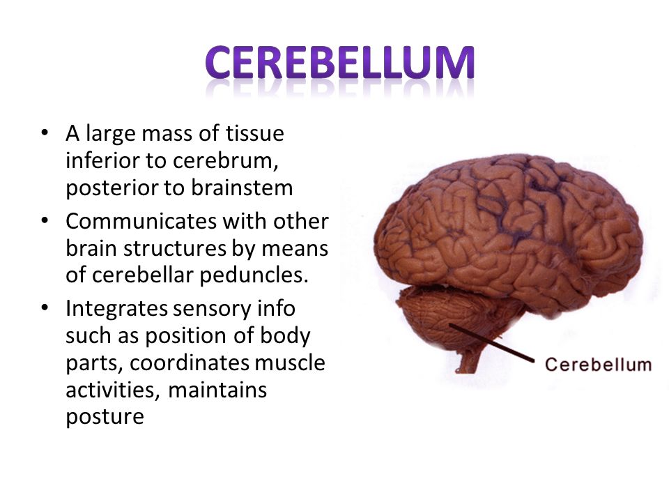 cerebellum A large mass of tissue inferior to cerebrum, posterior to brainstem.