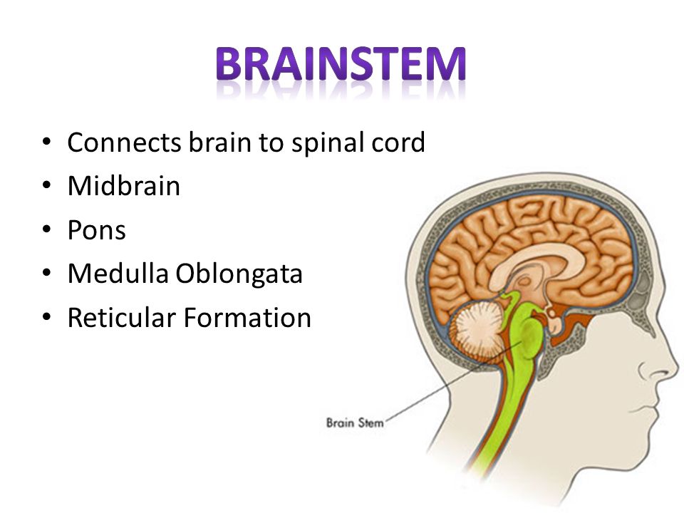 brainstem Connects brain to spinal cord Midbrain Pons