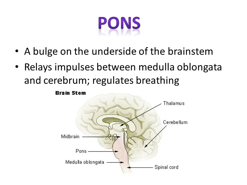 pons A bulge on the underside of the brainstem