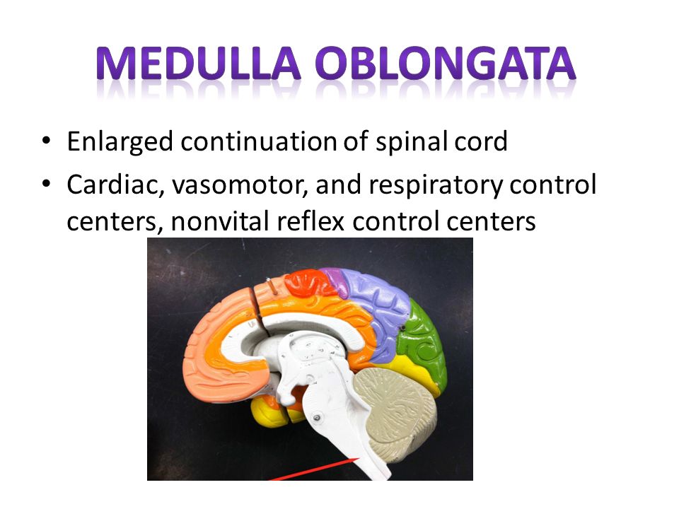 Medulla oblongata Enlarged continuation of spinal cord