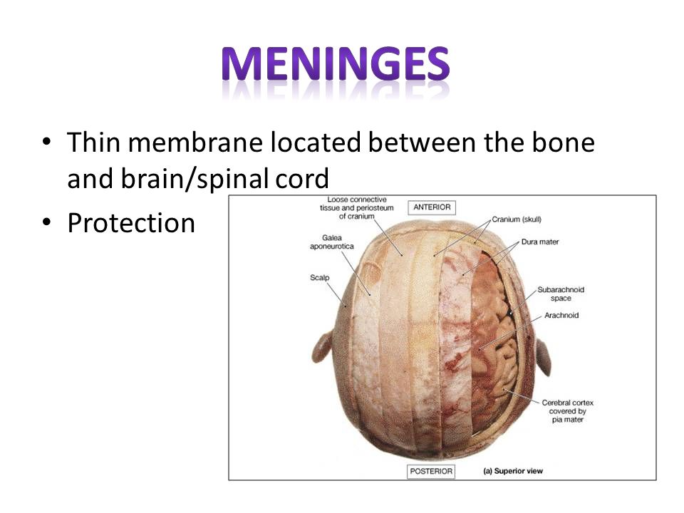 meninges Thin membrane located between the bone and brain/spinal cord