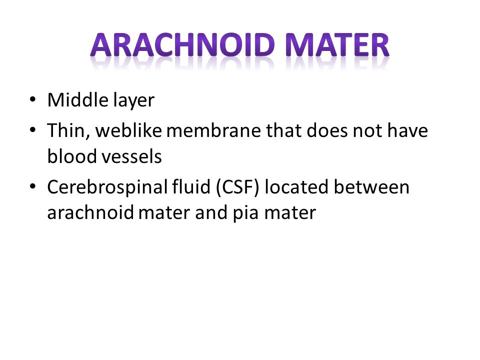Arachnoid mater Middle layer