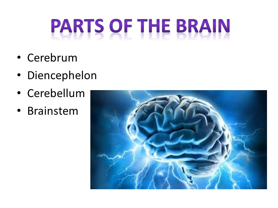 parts of the brain Cerebrum Diencephelon Cerebellum Brainstem