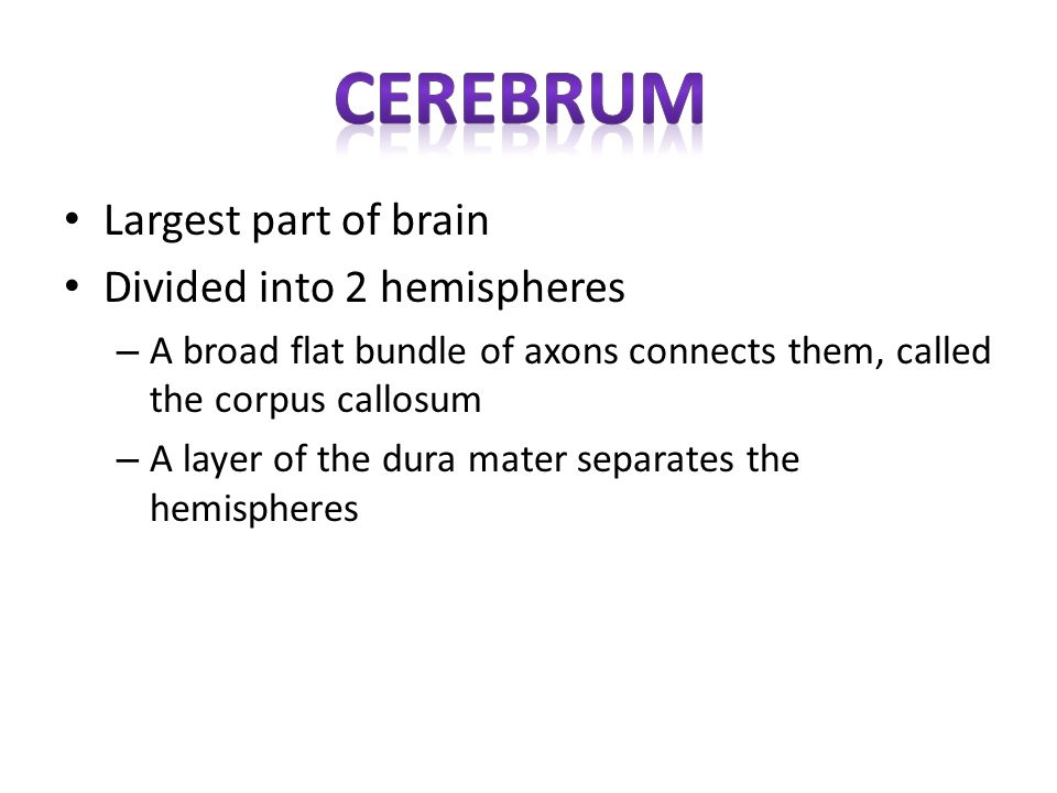 cerebrum Largest part of brain Divided into 2 hemispheres