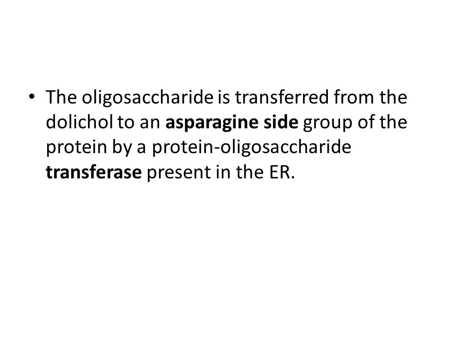 The oligosaccharide is transferred from the dolichol to an asparagine side group of the protein by a protein-oligosaccharide transferase present in the ER.