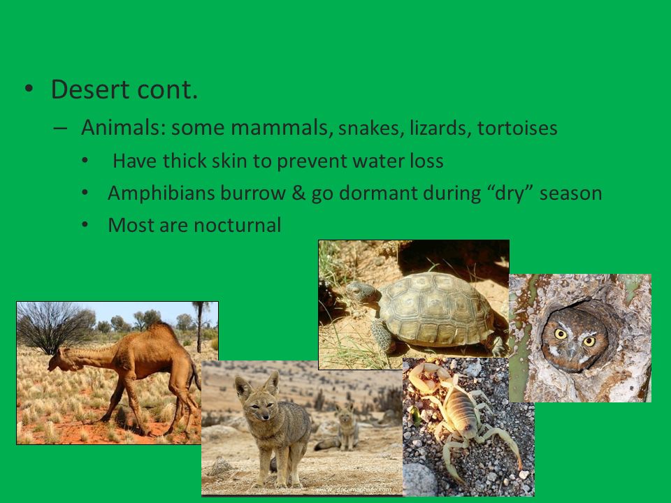 Desert cont. Animals: some mammals, snakes, lizards, tortoises