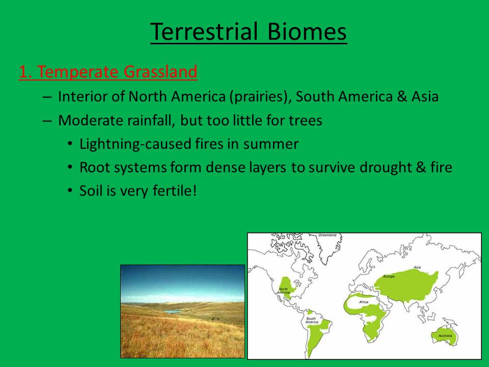 Terrestrial Biomes 1. Temperate Grassland