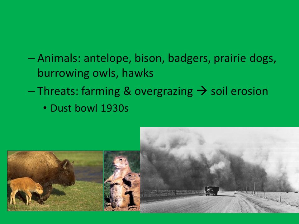 Animals: antelope, bison, badgers, prairie dogs, burrowing owls, hawks