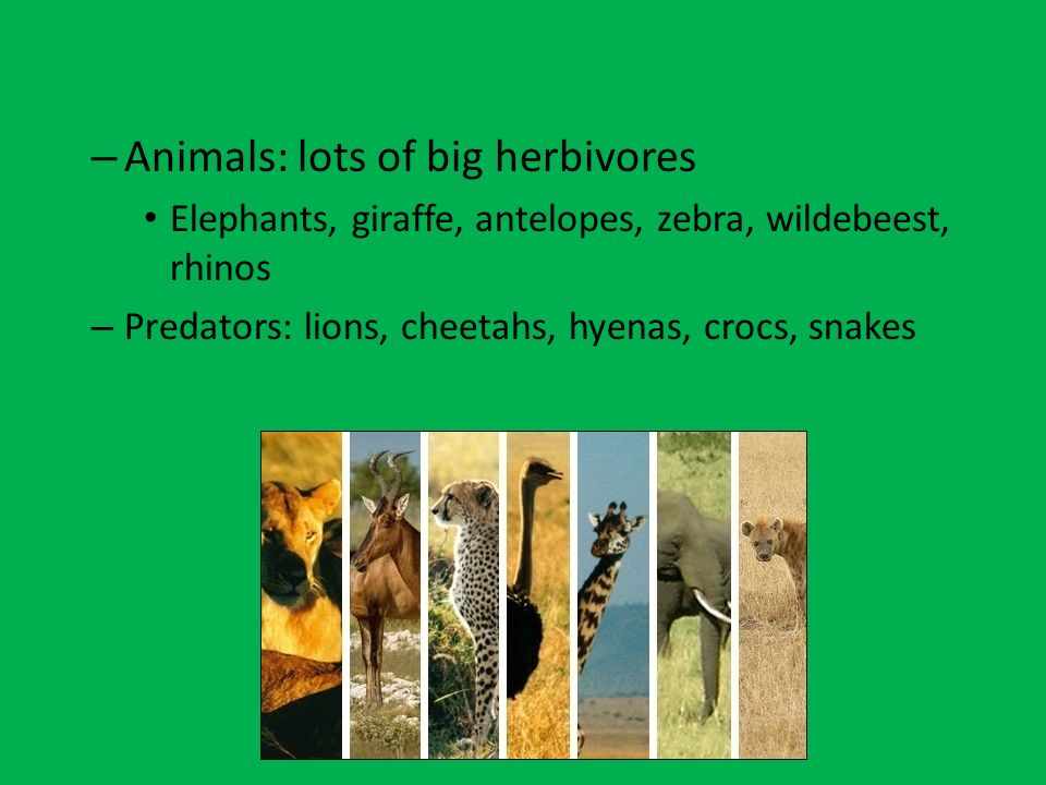Animals: lots of big herbivores