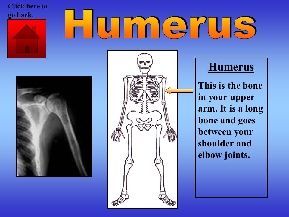 Click here to go back. Humerus. Humerus. This is the bone in your upper arm.