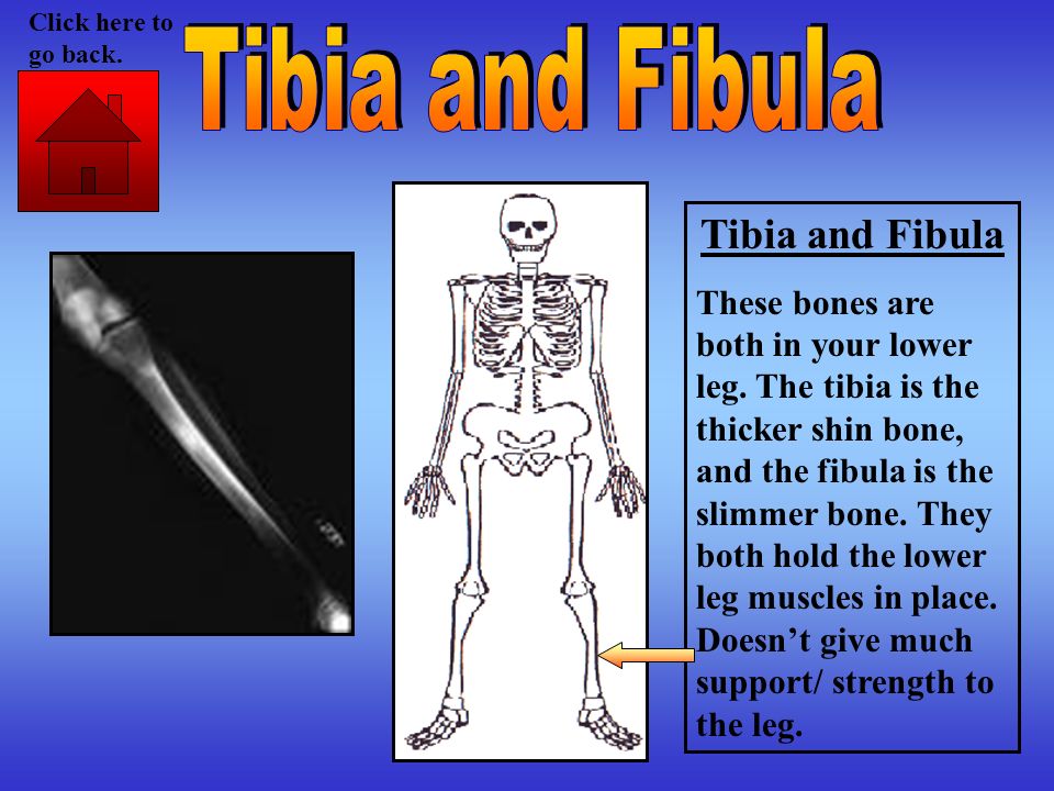 Tibia and Fibula Tibia and Fibula