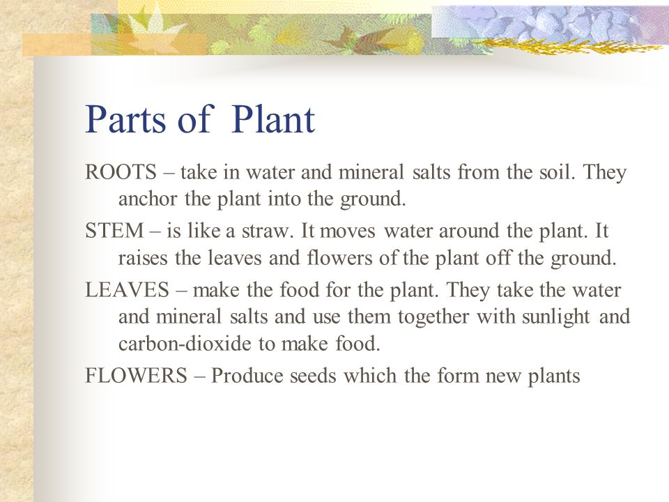 Parts of Plant ROOTS – take in water and mineral salts from the soil. They anchor the plant into the ground.