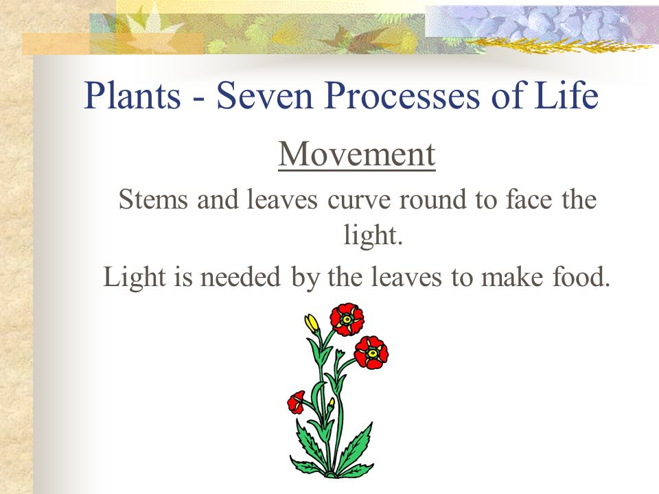Plants - Seven Processes of Life