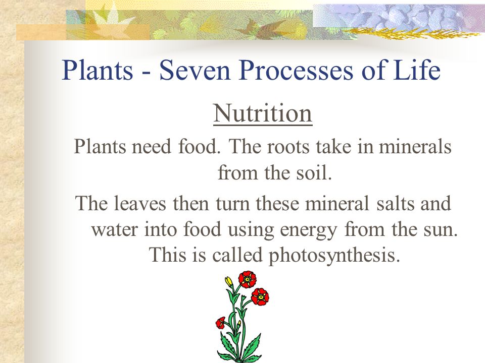 Plants - Seven Processes of Life