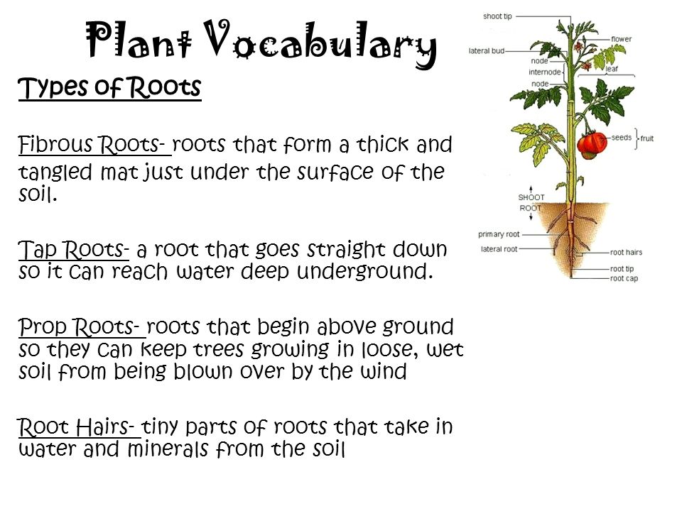 Plant Vocabulary Types of Roots