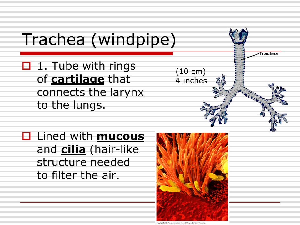 Trachea (windpipe) 1. Tube with rings of cartilage that connects the larynx to the lungs.