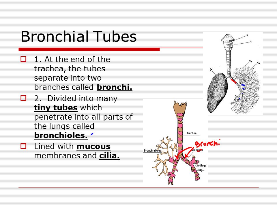 Bronchial Tubes 1. At the end of the trachea, the tubes separate into two branches called bronchi.