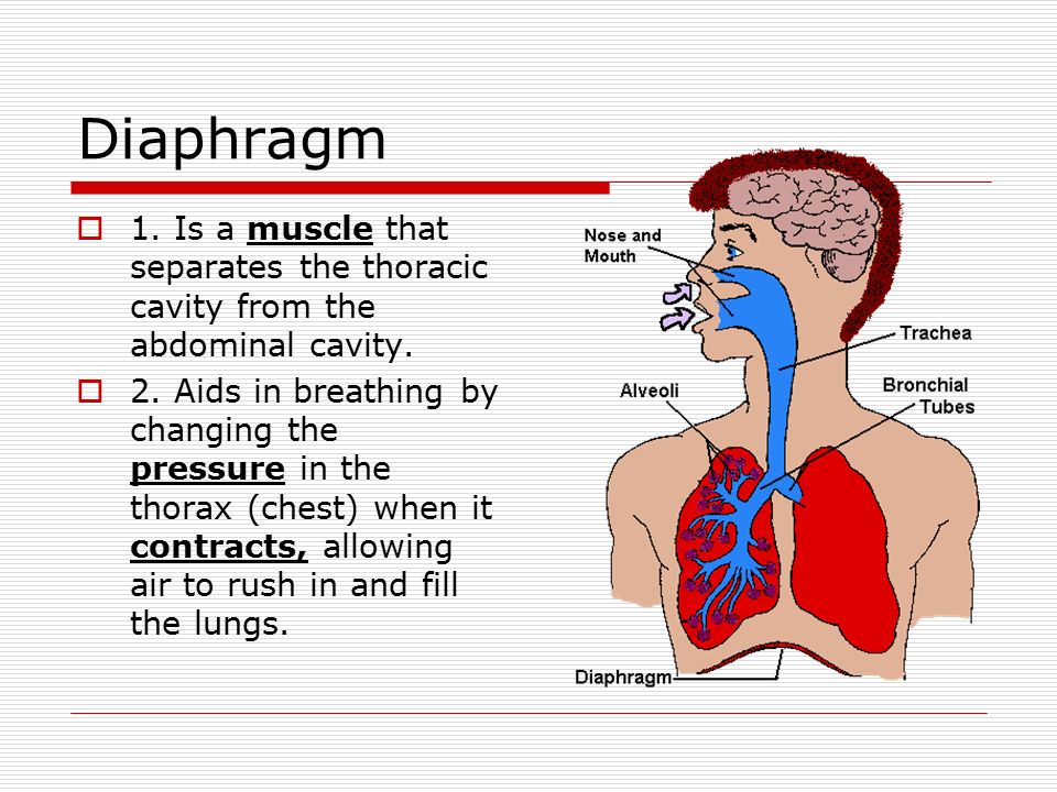 Diaphragm 1. Is a muscle that separates the thoracic cavity from the abdominal cavity.