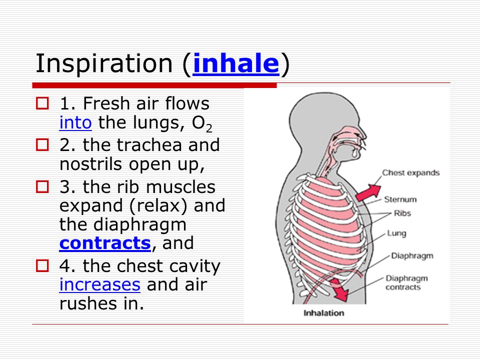Inspiration (inhale) 1. Fresh air flows into the lungs, O2