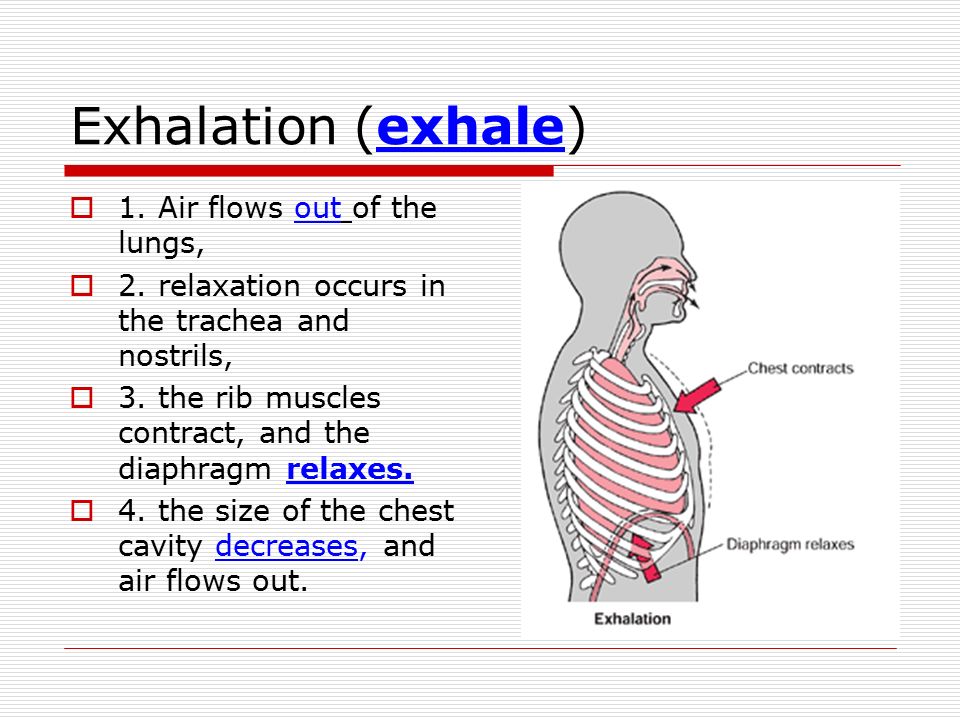 Exhalation (exhale) 1. Air flows out of the lungs,