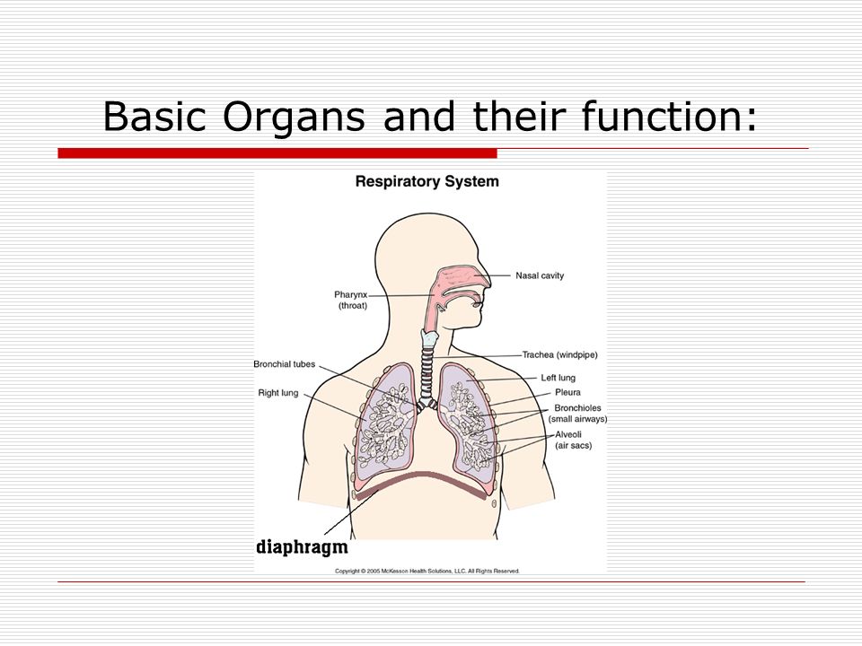 Basic Organs and their function: