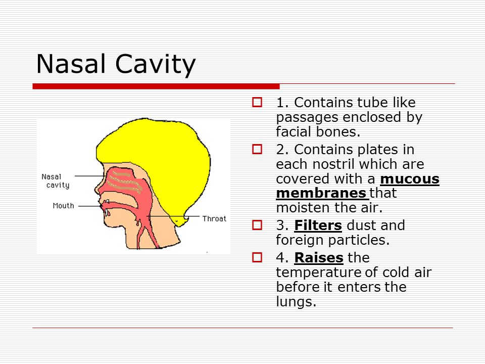 Nasal Cavity 1. Contains tube like passages enclosed by facial bones.