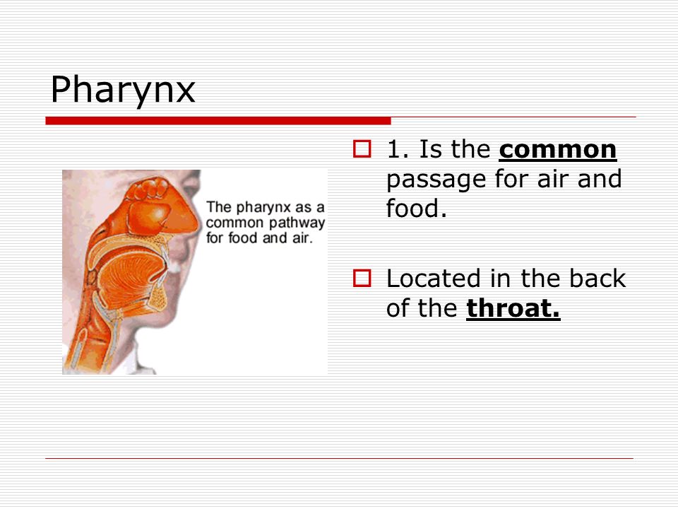 Pharynx 1. Is the common passage for air and food.
